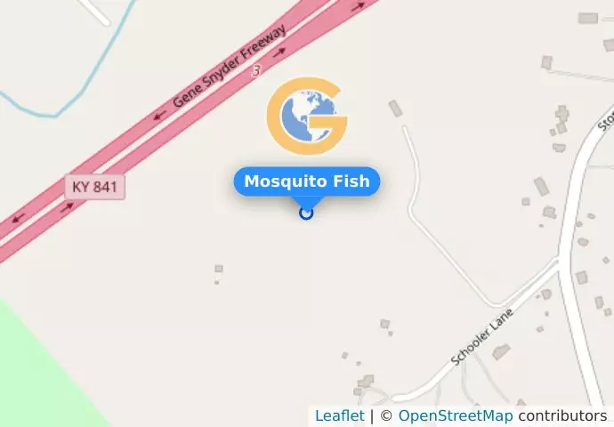 Mosquito Fish