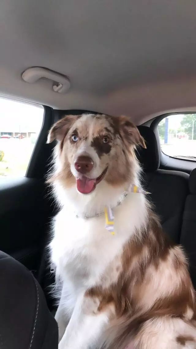 A Plus Professional Pet Grooming