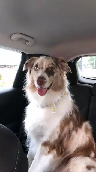 A Plus Professional Pet Grooming