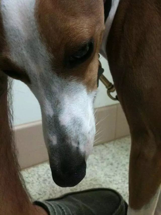 Animal Dermatology Clinic