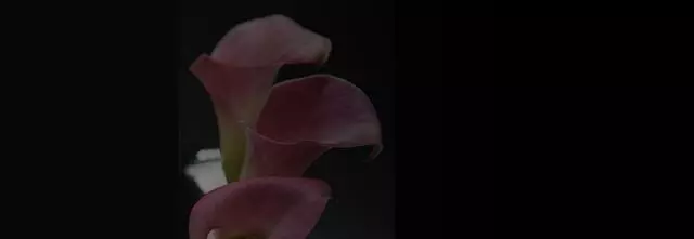 A Tilted Tulip