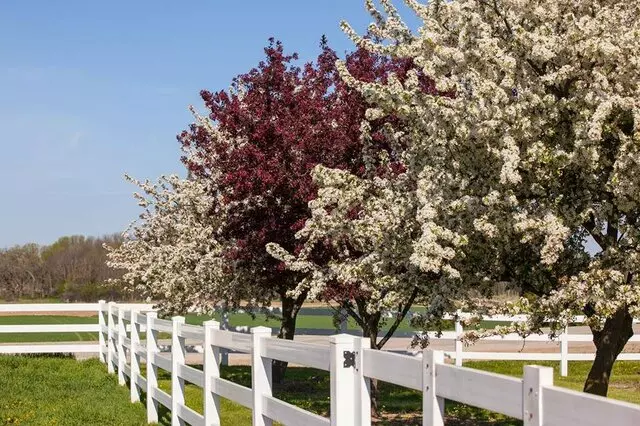 Abundant Tree Care Services