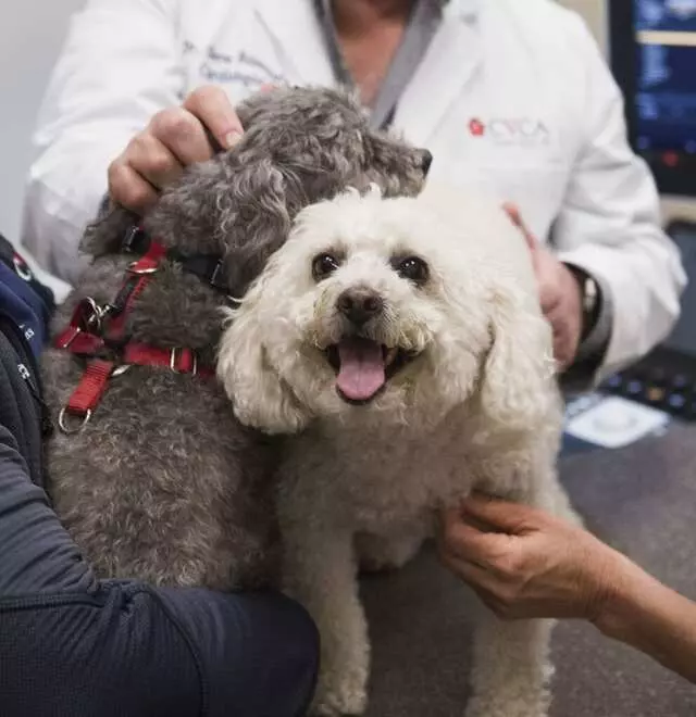 CVCA Cardiac Care for Pets