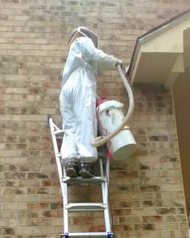 Adkins Bee Removal