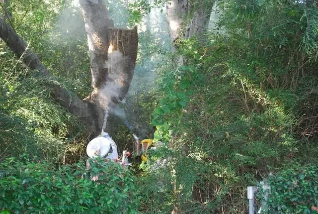 Adkins Bee Removal