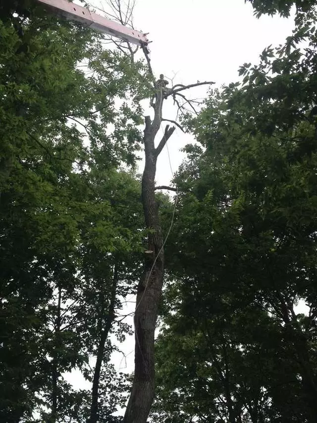 ArborTECH Tree Removal & Preservation
