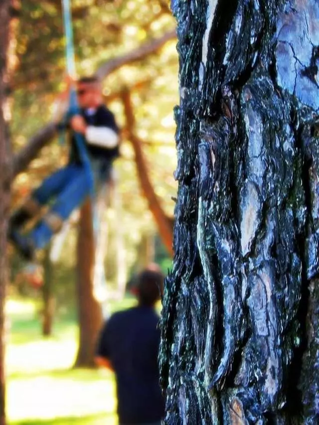 ArborTECH Tree Removal & Preservation