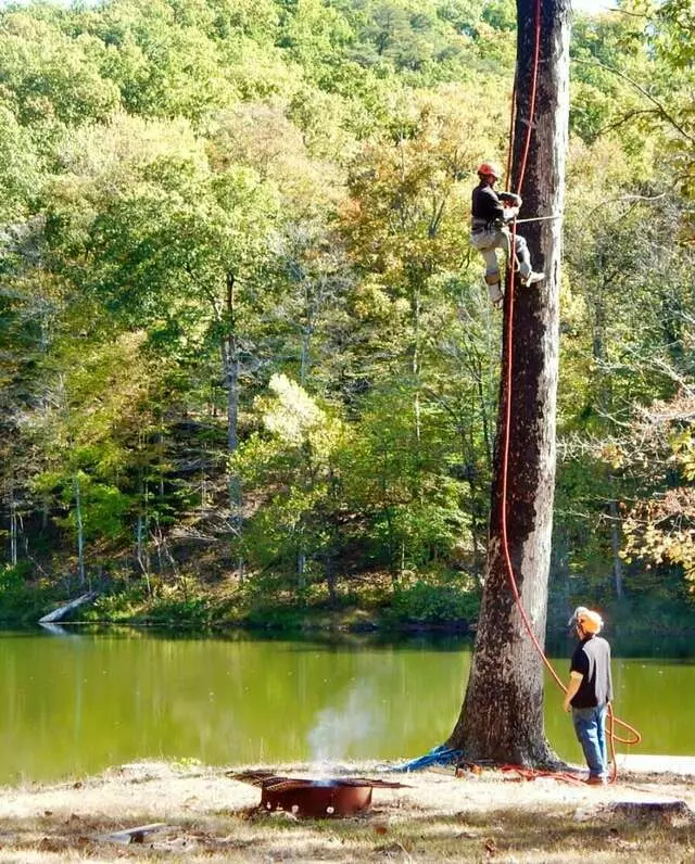 ArborTECH Tree Removal & Preservation