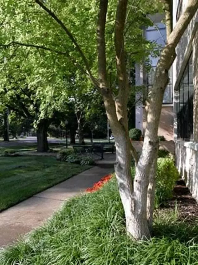 Atria St. Matthews