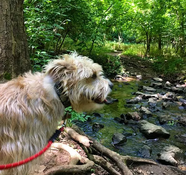 Outdoor Dog Adventures