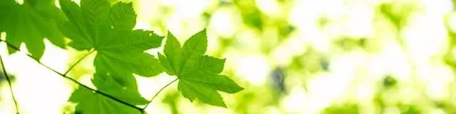 Ace Tree Service