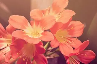 Russow Life and Career Coaching