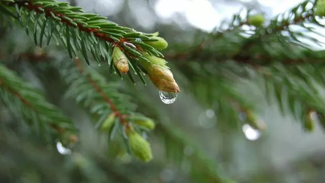 Evergreen Christian Counseling
