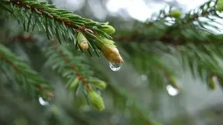 Evergreen Christian Counseling