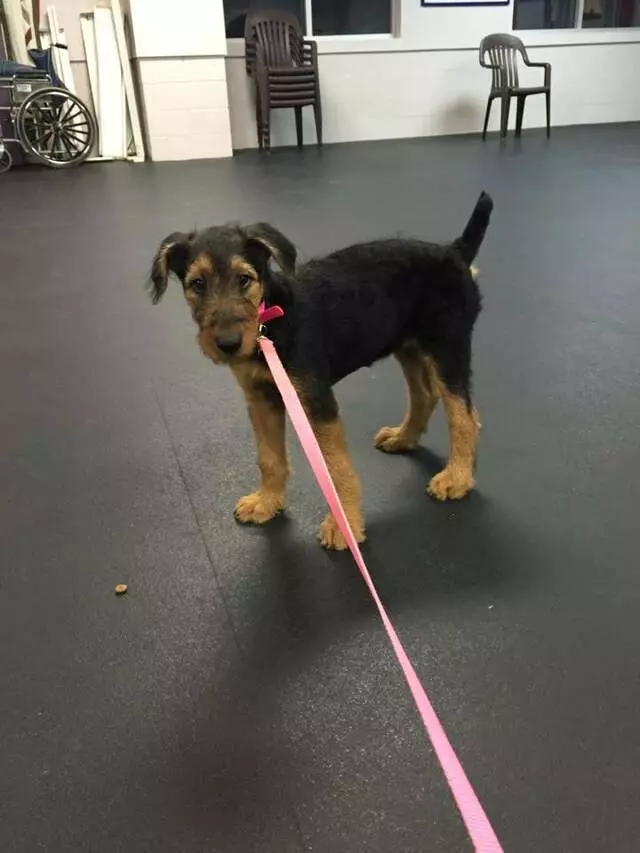 Almost Home Boarding & Training