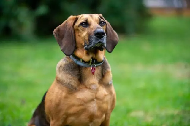 PetVet365 Pet Hospital Louisville / Jeffersontown