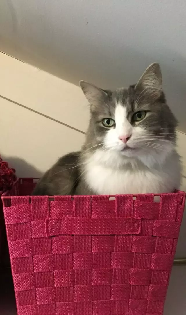 Cat Tax Fever