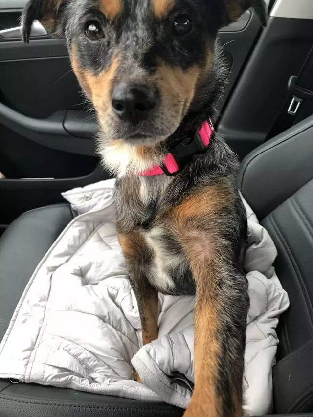 Animal House Adoption Center
