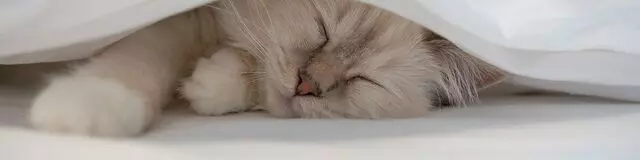 All About Pets Animal Hospital