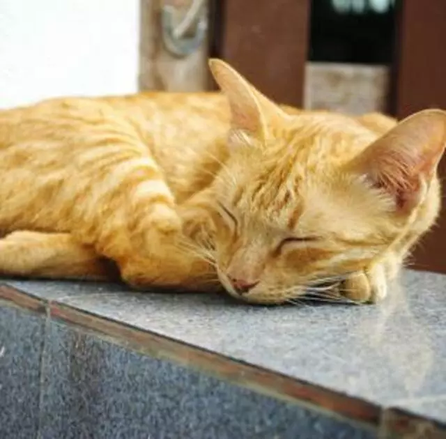All About Pets Animal Hospital