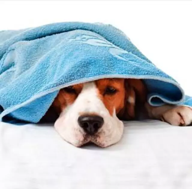 All About Pets Animal Hospital