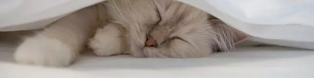 All About Pets Animal Hospital