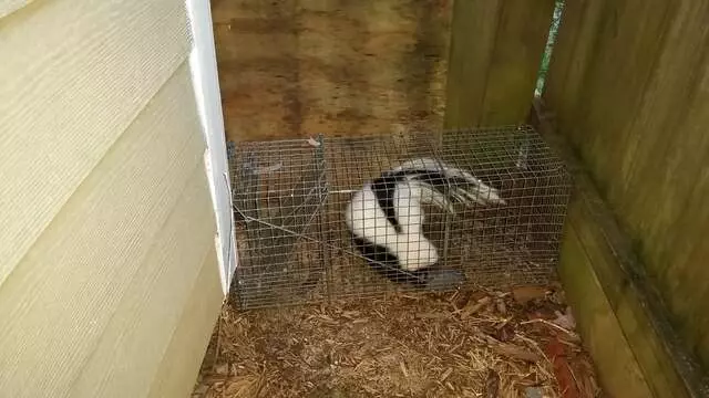 Animal Ridders