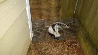 Animal Ridders
