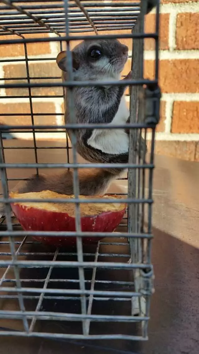 Animal Ridders
