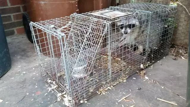 Animal Ridders