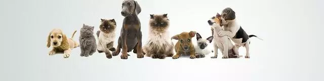 Audubon Animal Medical Center